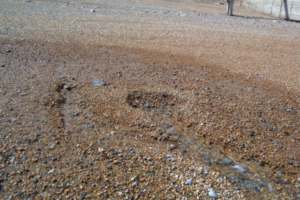 Occasionally, water in the beach seeps out in temporary springs near the toe of the beach